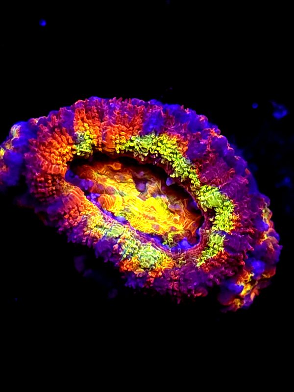 SBB "Time Warp" Acan 1 Head Multiple Babies