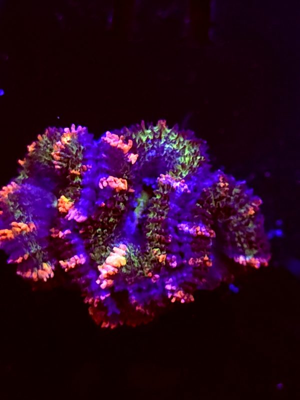 SBB "Blazing Ember" Acan 2 Heads