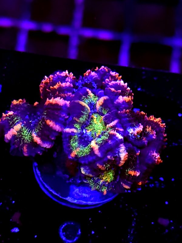 SBB "Blazing Ember" Acan 5 Heads