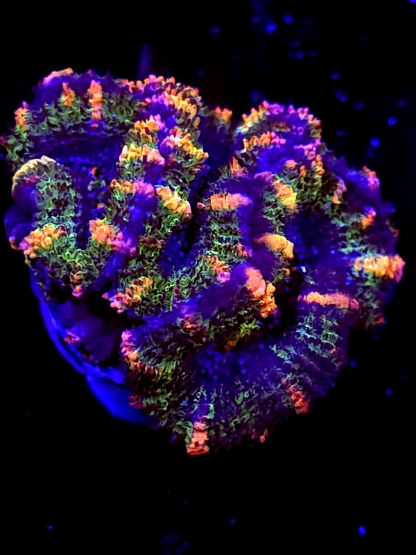 SBB "Blazing Ember" Acan Mini Colony