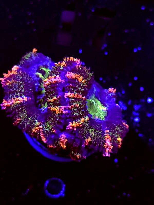SBB "Blazing Ember" Acan 2 Heads