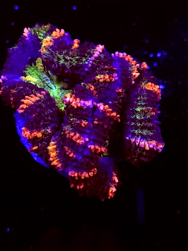 SBB "Blazing Ember" Acan 2 Heads