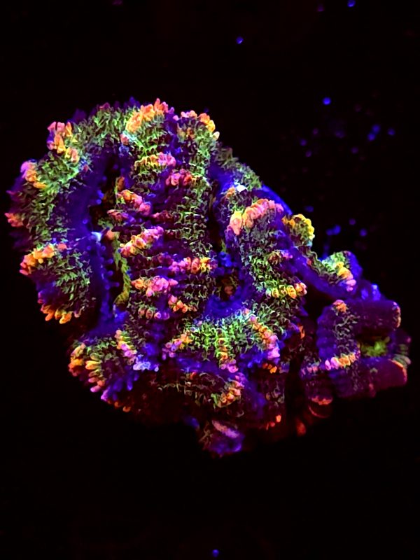 SBB "Mystery Signature" Acan 4 Heads