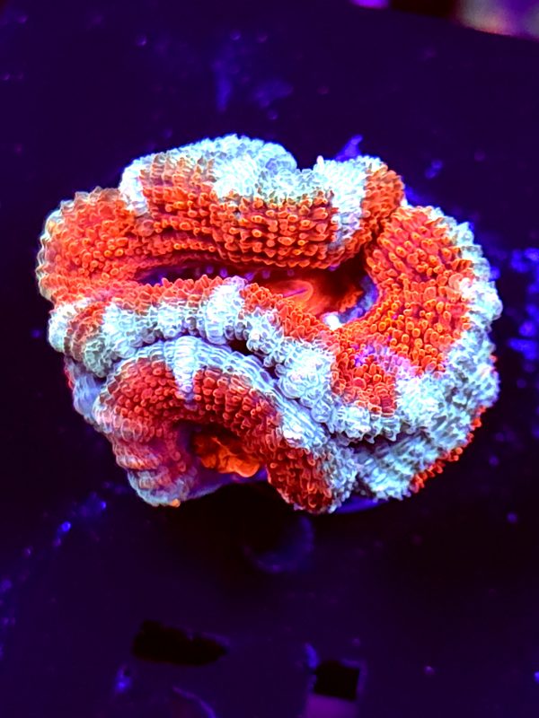 SBB "Rainbow Taffy" Acan 2 Heads