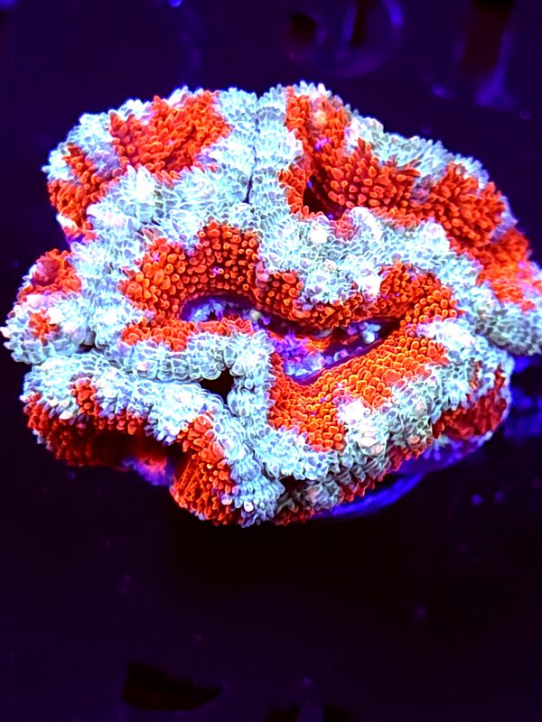 SBB "Rainbow Taffy" Acan Mini Colony