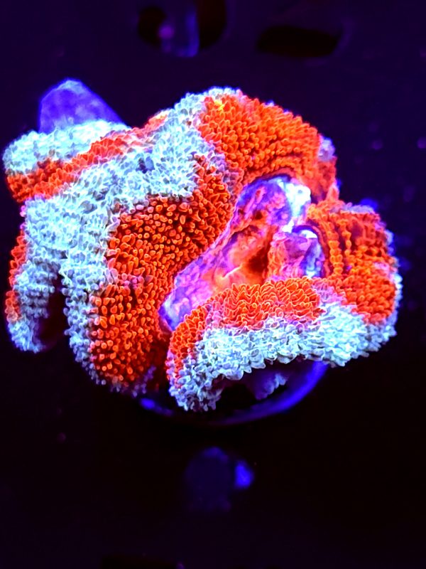 SBB "Rainbow Taffy" Acan 2 Heads