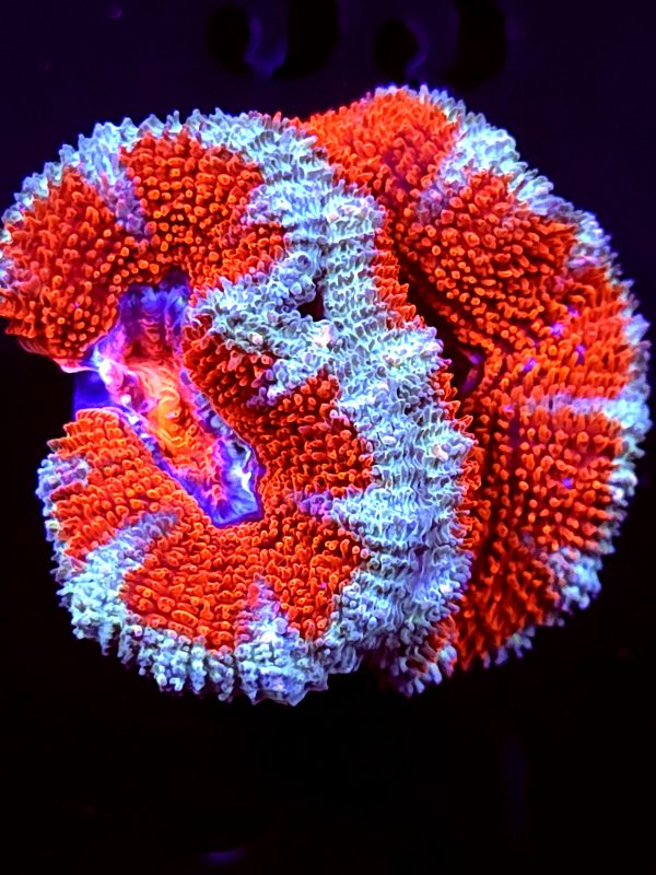 SBB "Rainbow Taffy" Acan 2 Heads