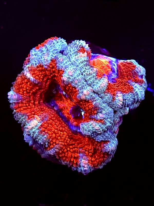 SBB "Rainbow Taffy" Acan 3+ Heads