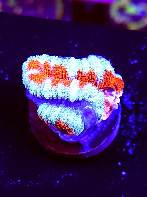 SBB "Rainbow Taffy" Acan 2 Heads