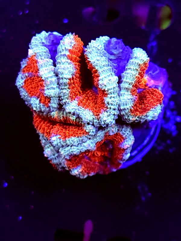 SBB "Rainbow Taffy" Acan Mini Colony