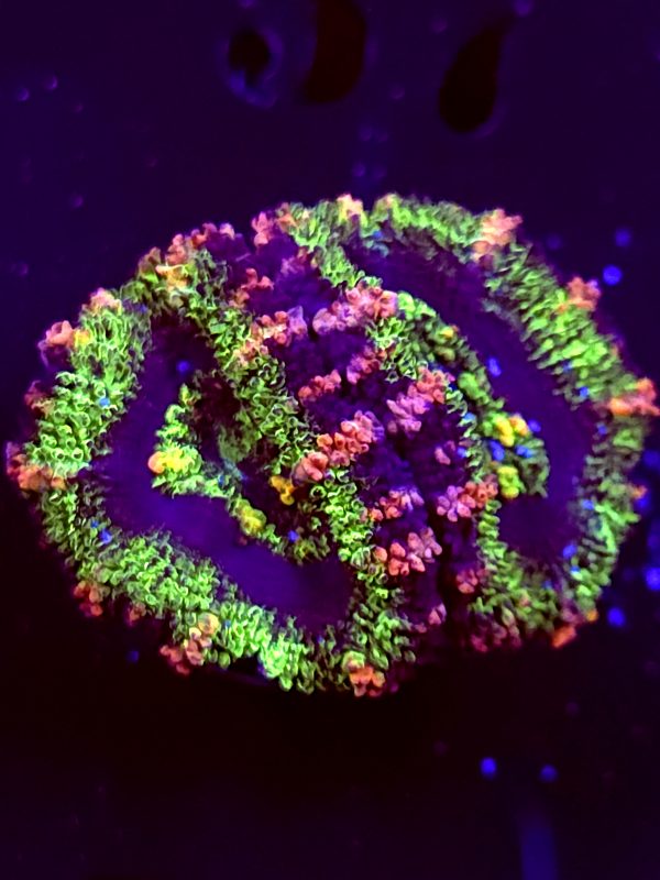 SBB "Solar Burn" Acan 2 Heads