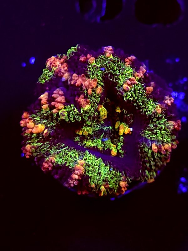 SBB "Solar Burn" Acan 1 Head