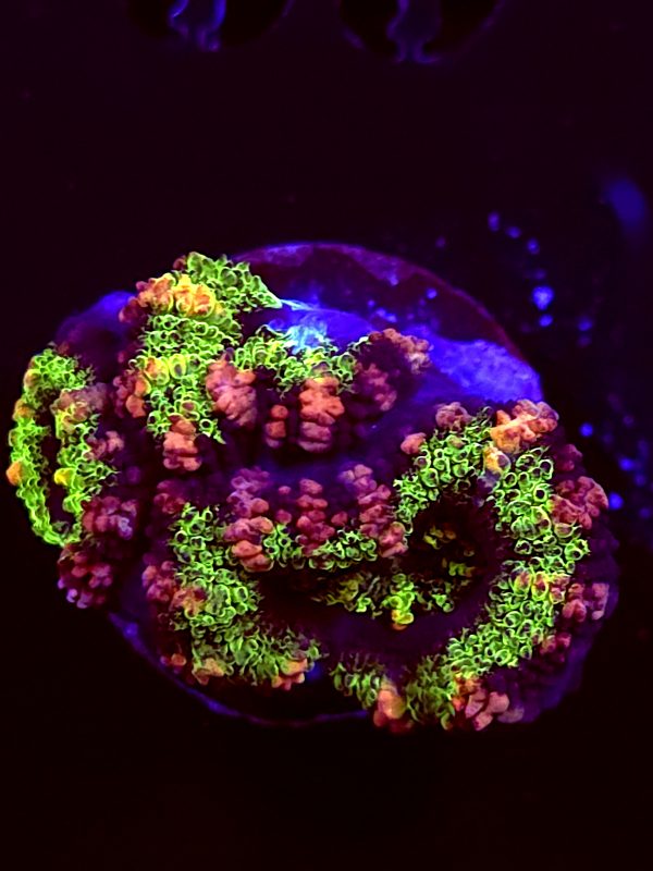 SBB "Solar Burn" Acan 3 Heads