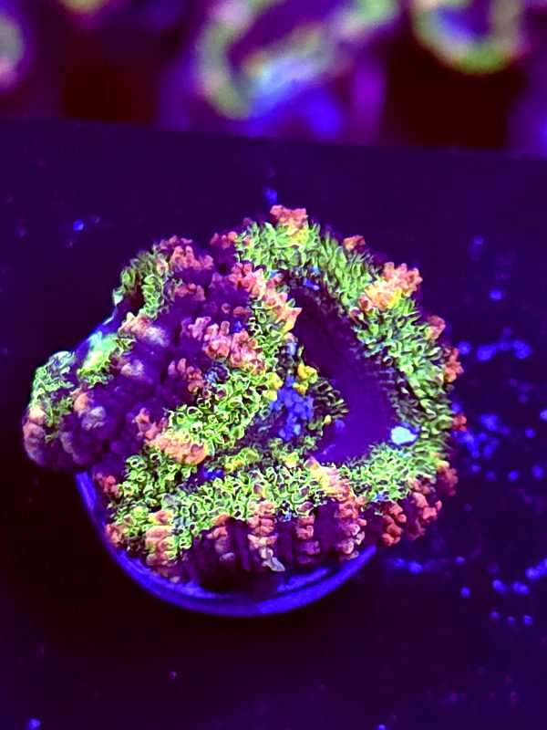 SBB "Solar Burn" Acan 2 Heads