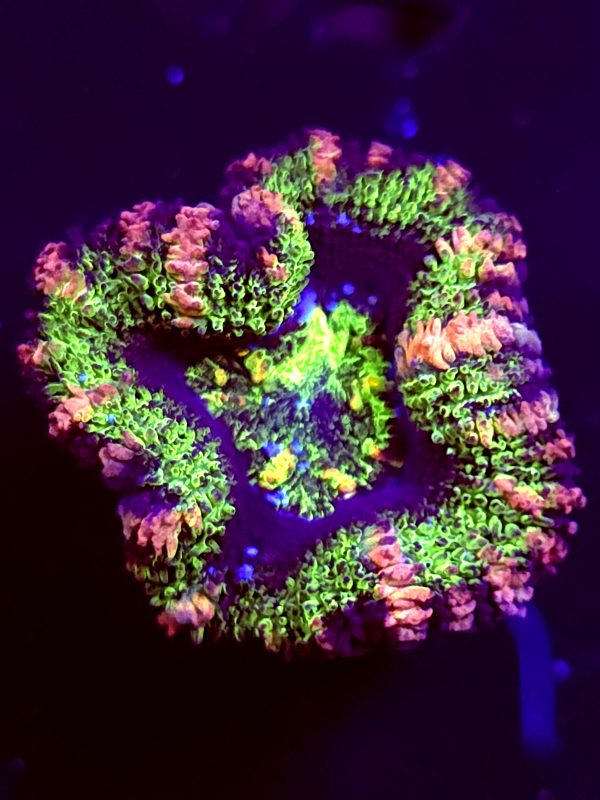 SBB "Solar Burn" Acan 1 Head