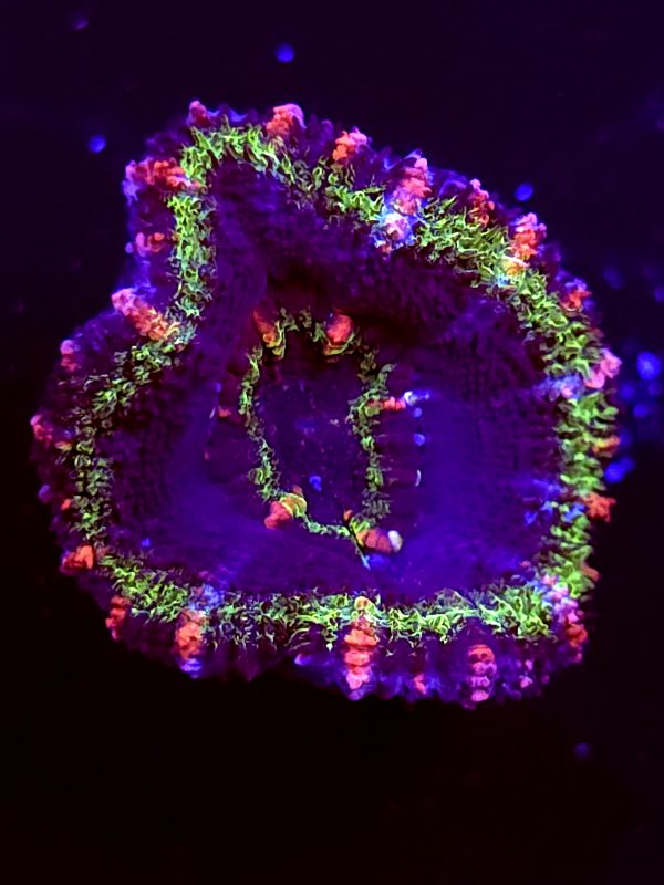 SBB "Moon Melon" Acan 1 Head