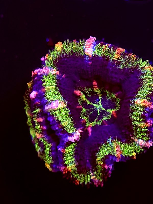 SBB "Moon Melon" Acan 2 Heads