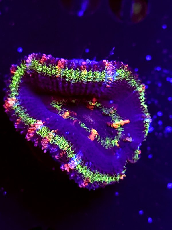 SBB "Moon Melon" Acan 1 Head