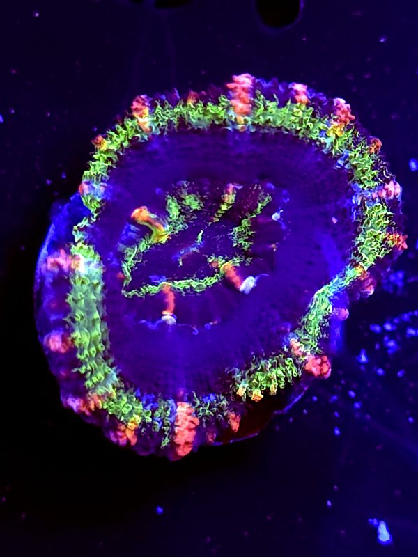 SBB "Moon Melon" Acan 1 Head