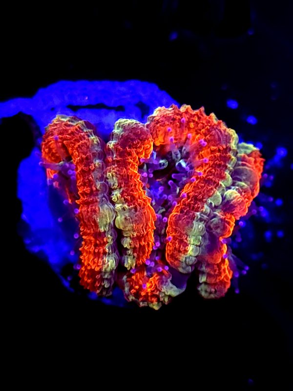SBB "Dragon Ruby" Acan 3 Heads