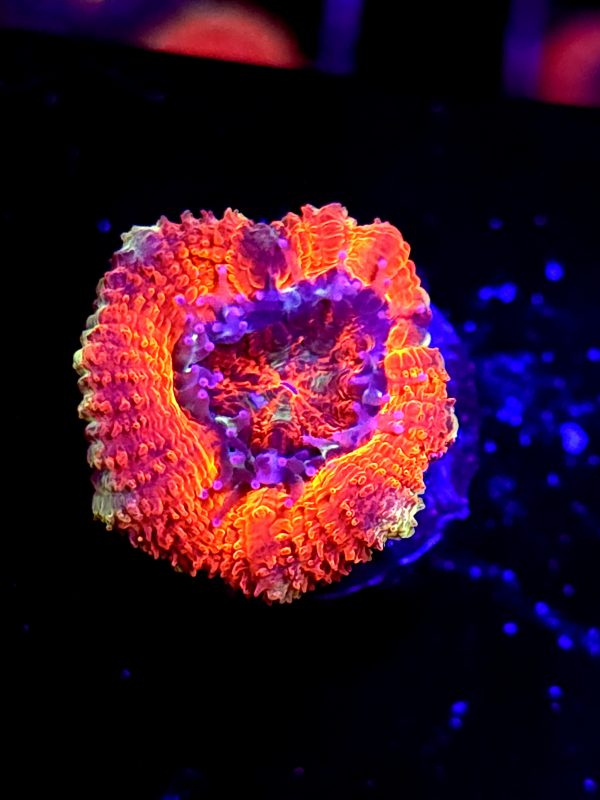 SBB "Dragon Ruby" Acan 1 Head