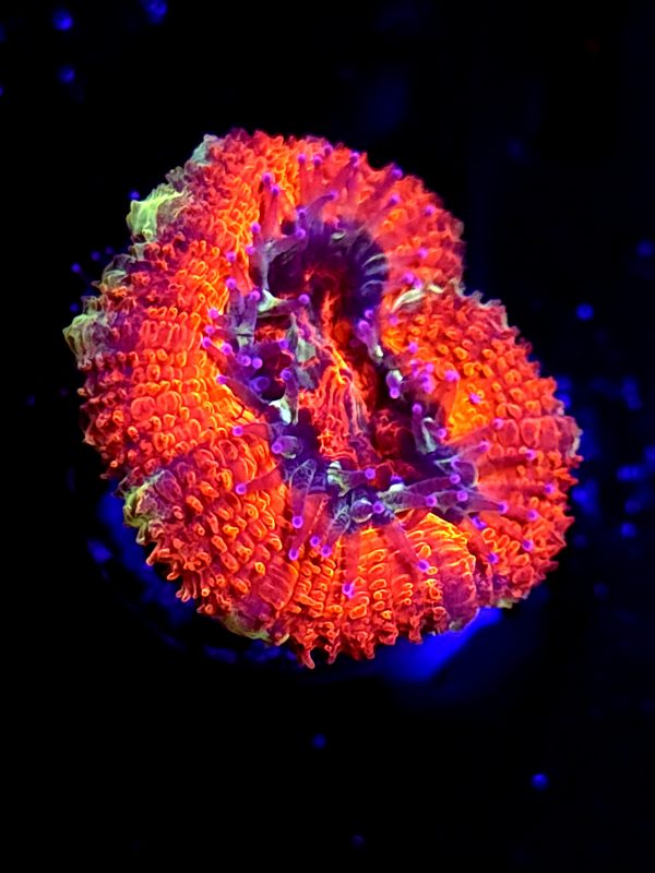 SBB "Dragon Ruby" Acan 1 Head