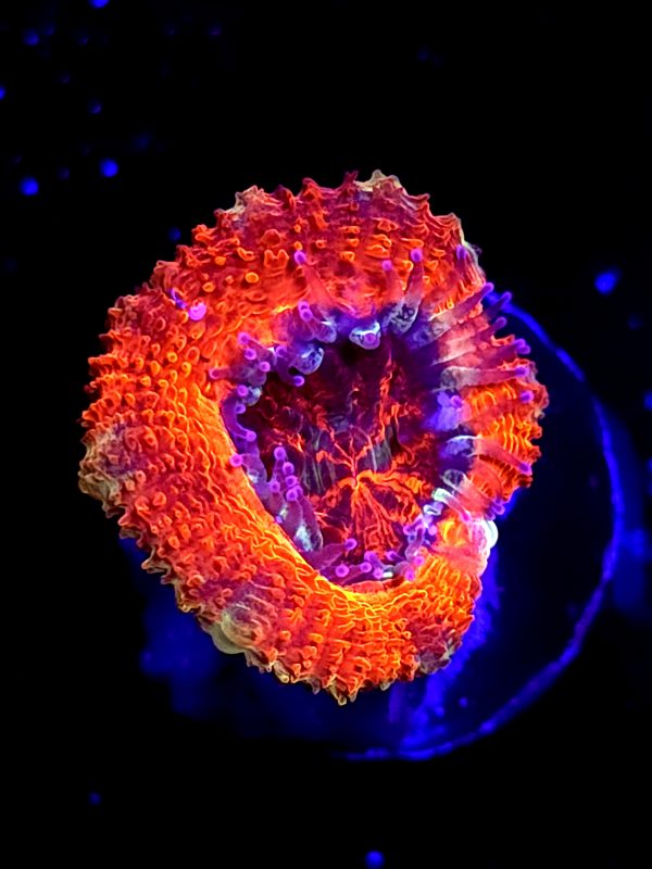 SBB "Dragon Ruby" Acan 1 Head