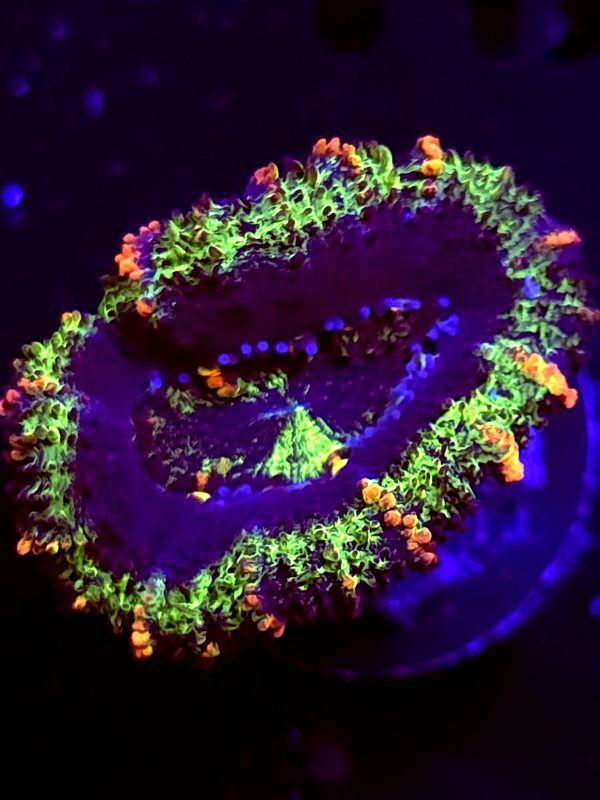 SBB "Mystery Signature" Acan 1 Head