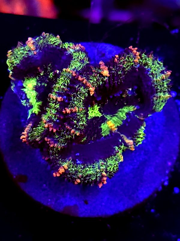 SBB "Ape Planet" Acan 2 Heads