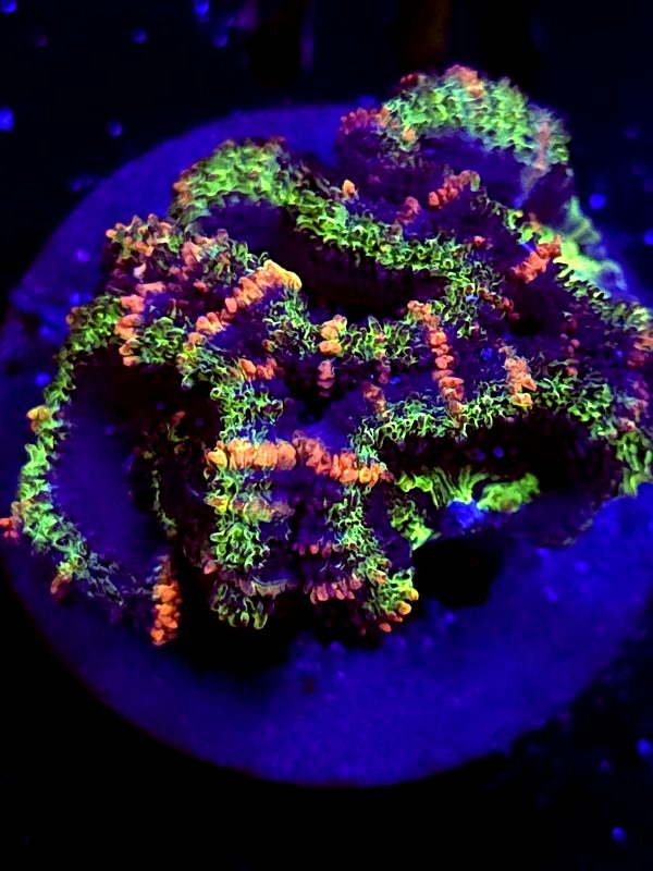 SBB "Ape Planet" Acan 4 Heads