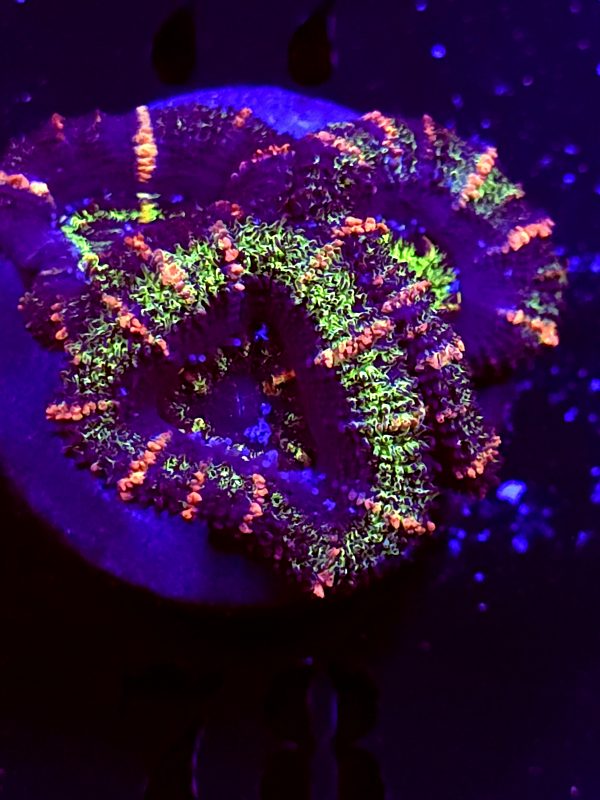 SBB "Ape Planet" Acan 3 Heads