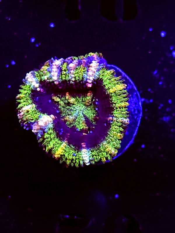 SBB "Evil Eyes" Acan 1 Head
