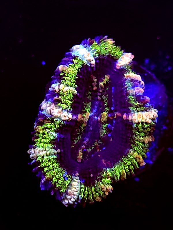 SBB "Mystery Signature" Acan 1 Head