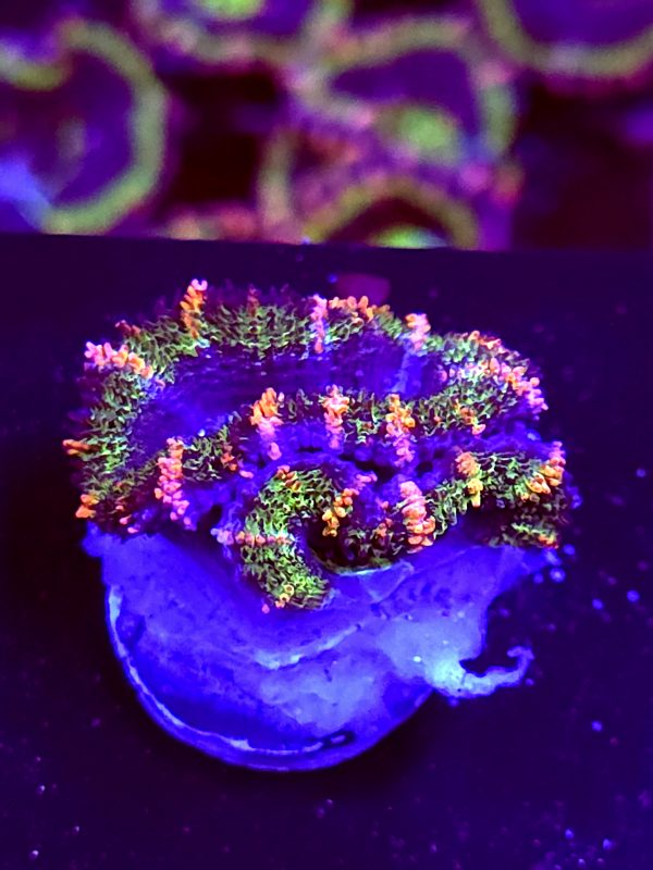 SBB "Evil Eyes" Acan 1 Head
