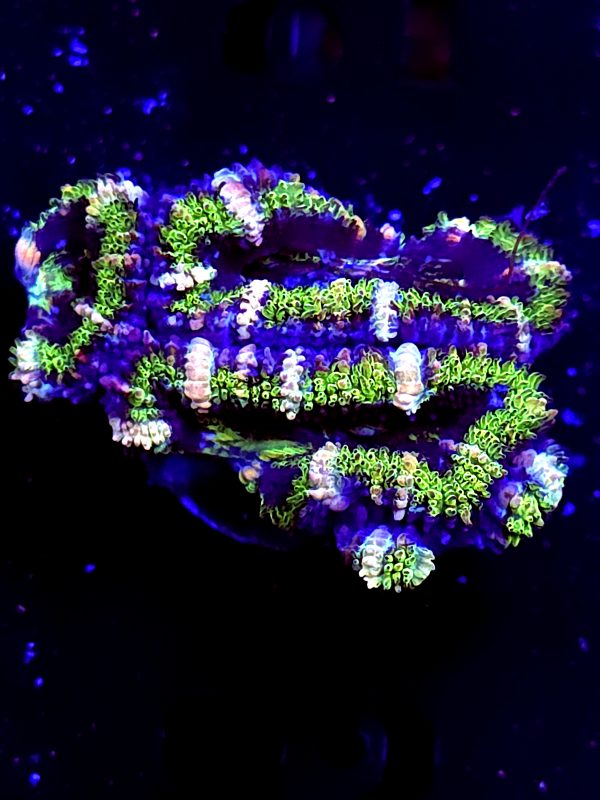 SBB "Evil Eyes" Acan 3 Heads