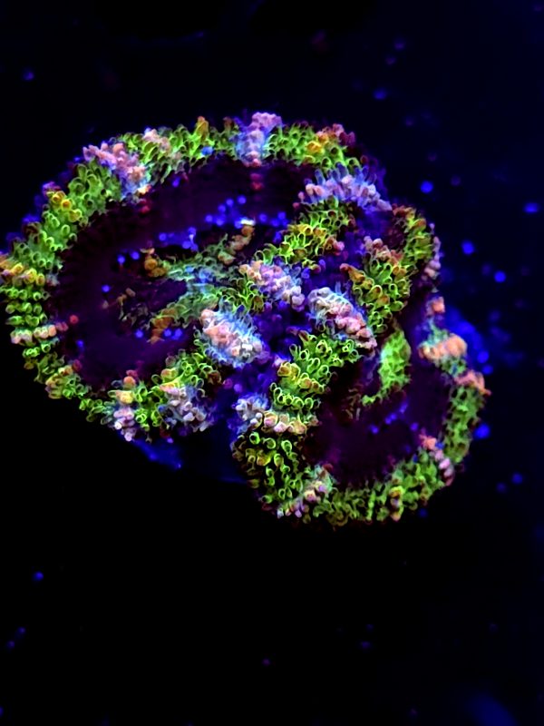 SBB "Evil Eyes" Acan 2 Heads