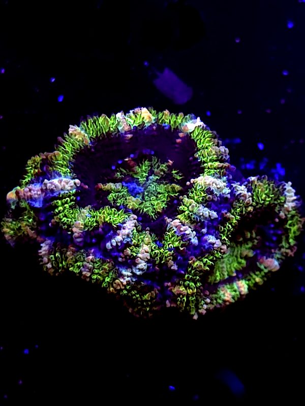 SBB "Evil Eyes" Acan Mini Colony