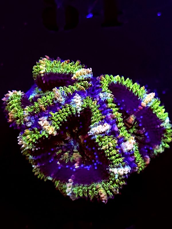 SBB "Mystery Signature" Acan 3 heads
