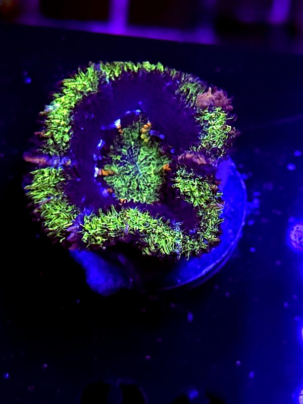 SBB "Moon Monkey" Acan 1 Head