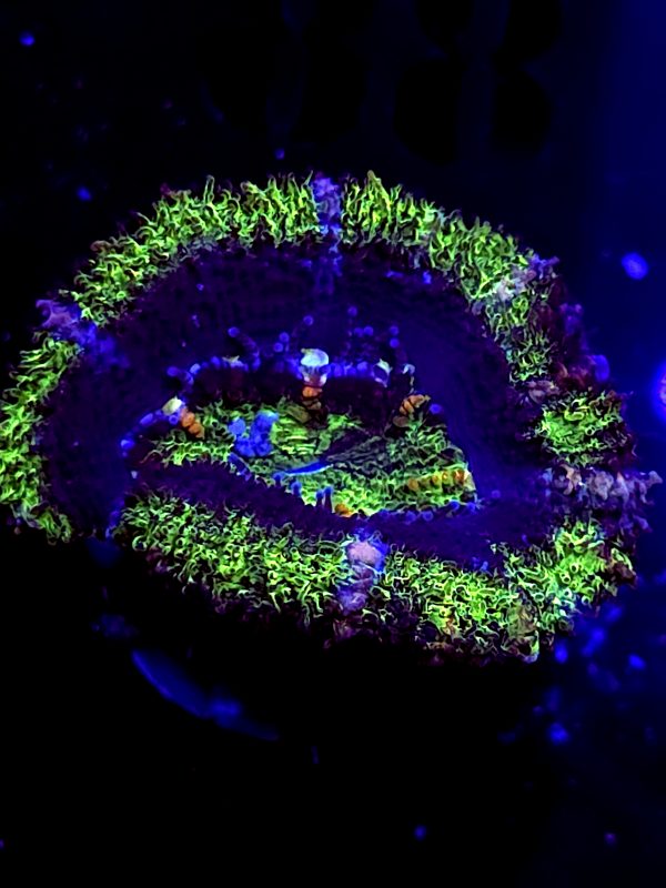 SBB "Moon Monkey" Acan 1 Head