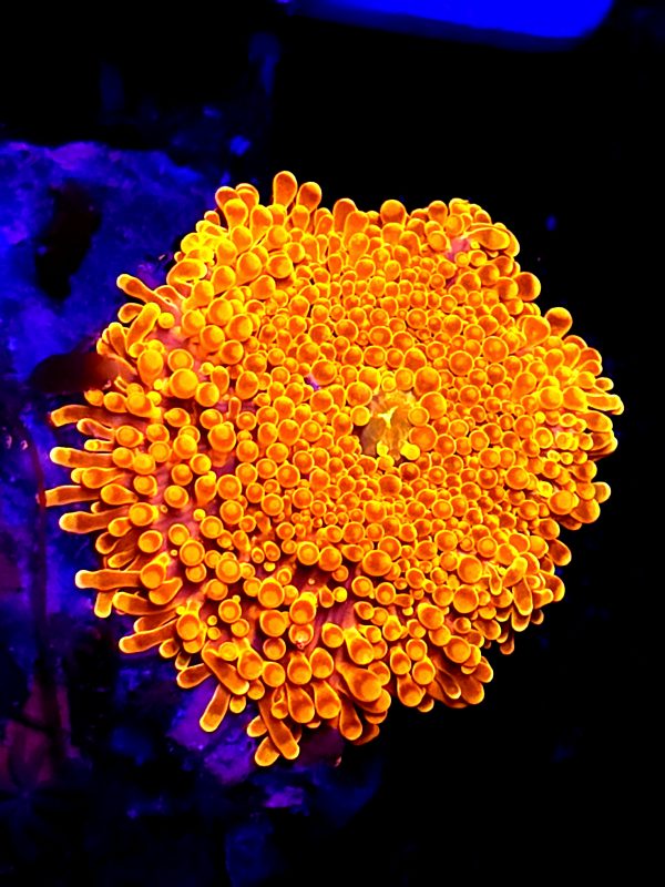 SBB " Orange peel" Mushroom XL Super bright