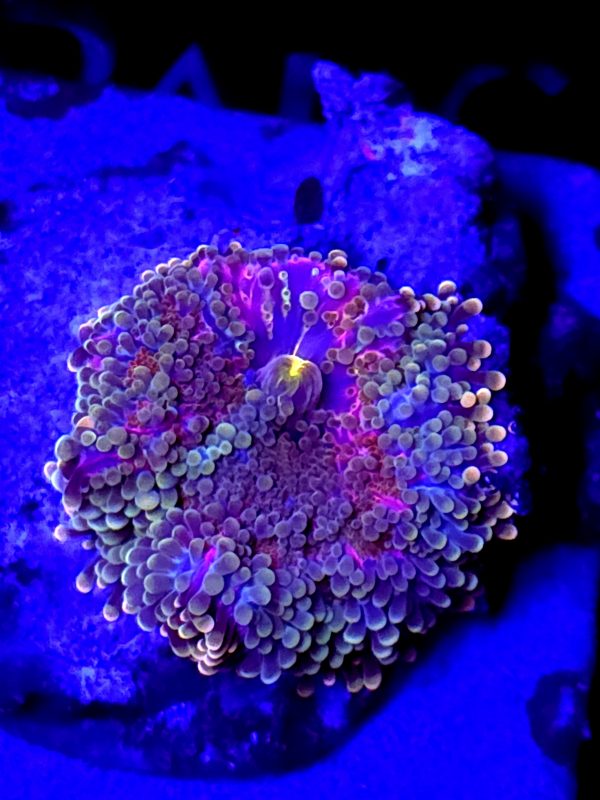 SBB " Midnight" Mushroom