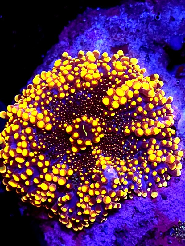 SBB " King Kong" Yuma Mushroom XL size