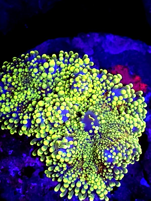 SBB " Jade Forest" Mushroom XL size