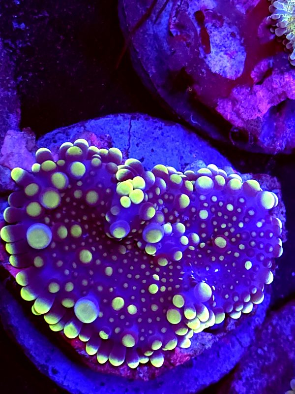 SBB " yellow Orbital" Gumball Yuma Mushroom