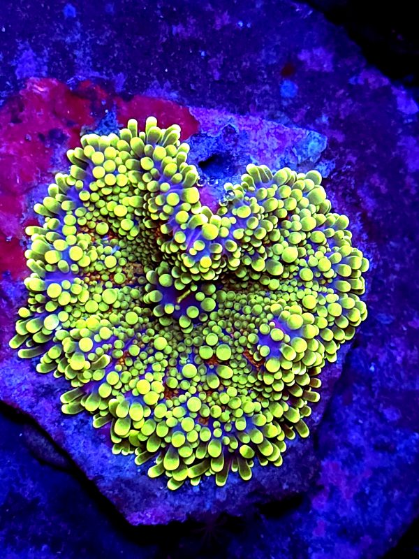 SBB " Jade Forest" Mushroom XL size