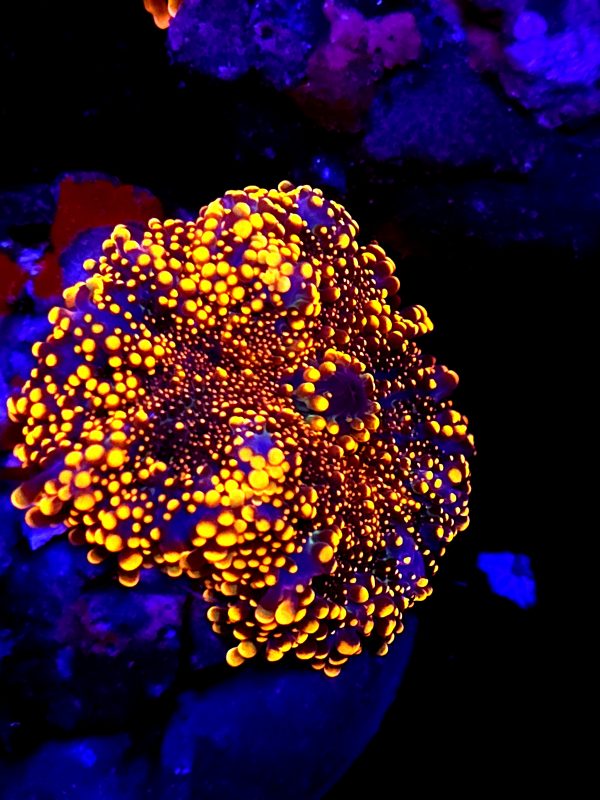 SBB " King Kong" Yuma Mushroom XL size