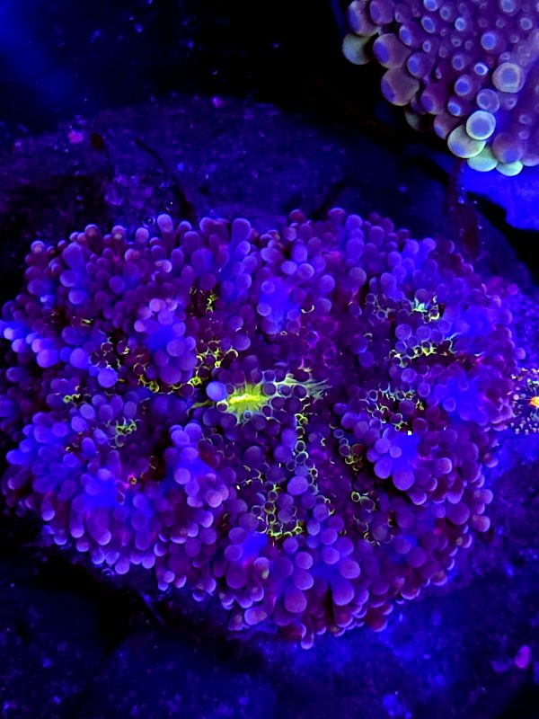 SBB " Purple Dragon" Mushroom Yuma