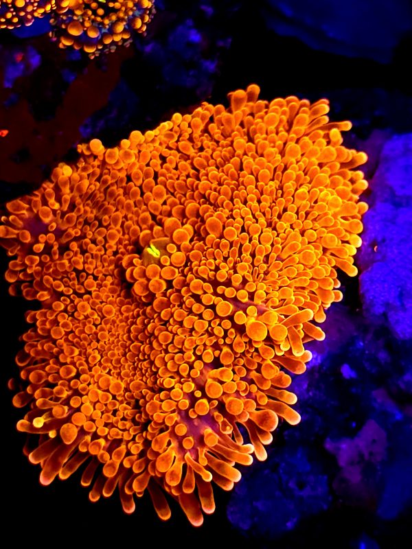 SBB " Orange peel" Mushroom XL Super bright