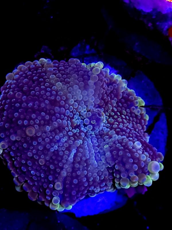 SBB no name XL size Mushroom yuma